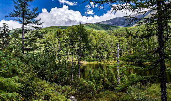 Тайга Красноярского края климат