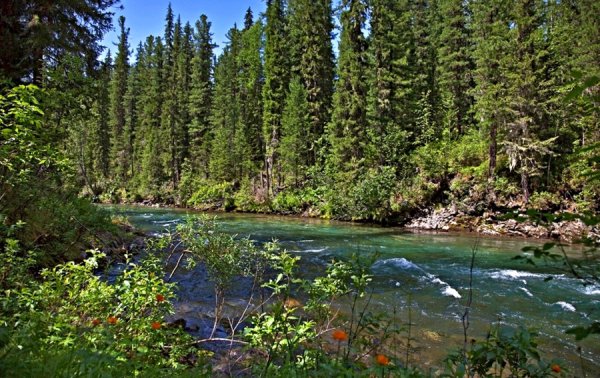 Таежные речки ХМАО