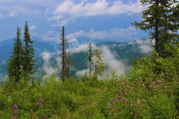 Тайга Кузбасса