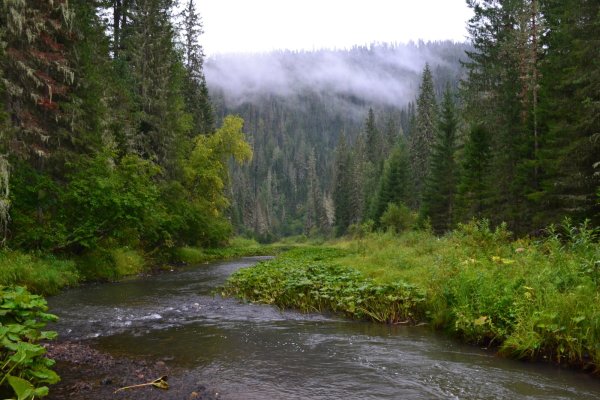 Сибирь Тайга и река