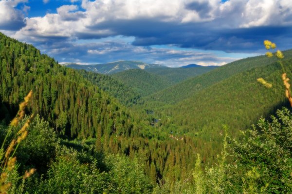 Сибирская Тайга