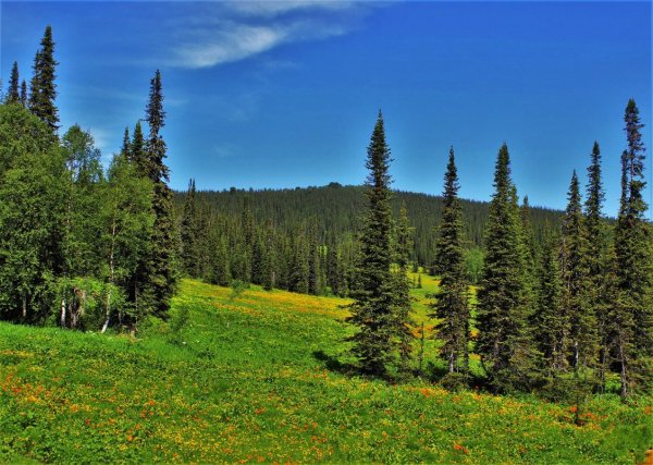 Тайга лес Поляна