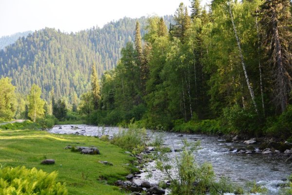 Тайга Алтайского края