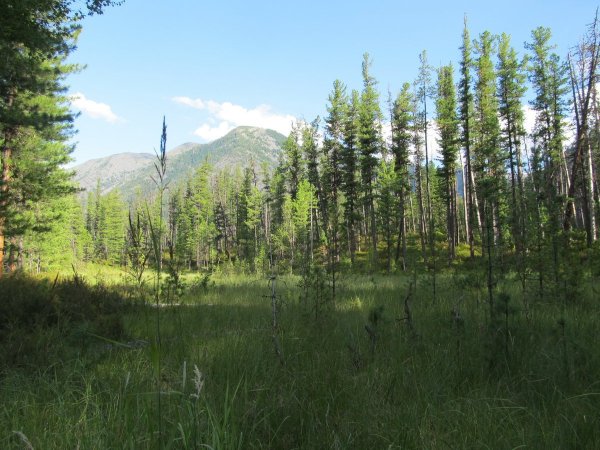 Тарская Тайга