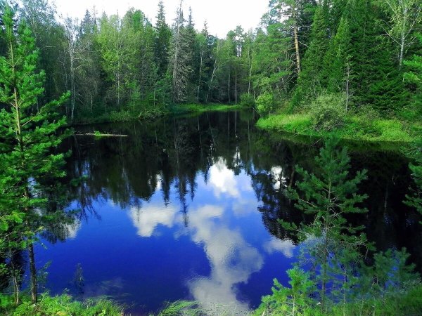 Сибирь Тайга летом