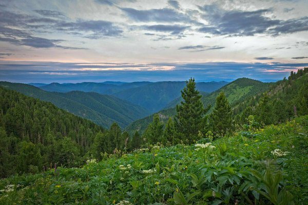 Алтайская Черневая Тайга