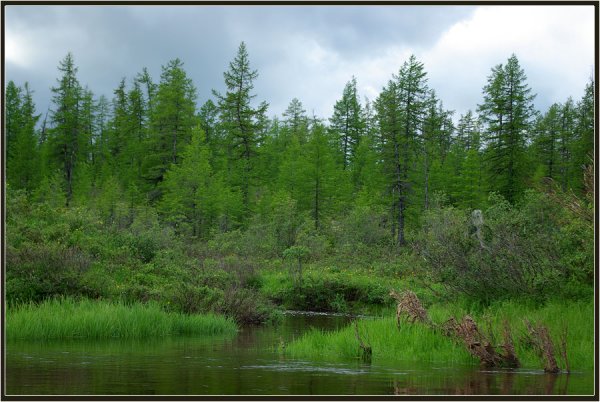 Природа Якутии Тайга