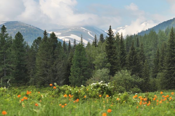 Сибирский лес Сибирская Тайга