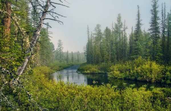 Сибирь Тайга и река