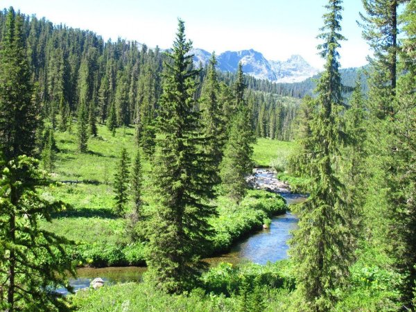 Верхоянская Тайга