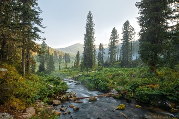 Сибирский лес Сибирская Тайга
