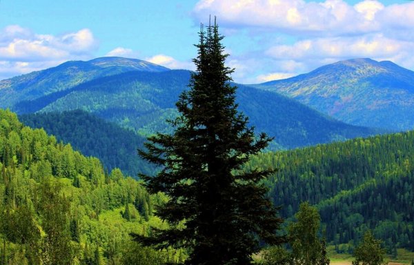 Сибирская Тайга Восточная Сибирь