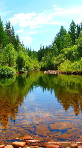 Простор сибирской реки хвойный лес