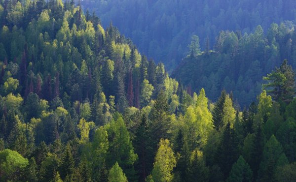 Республика Карелия Тайга