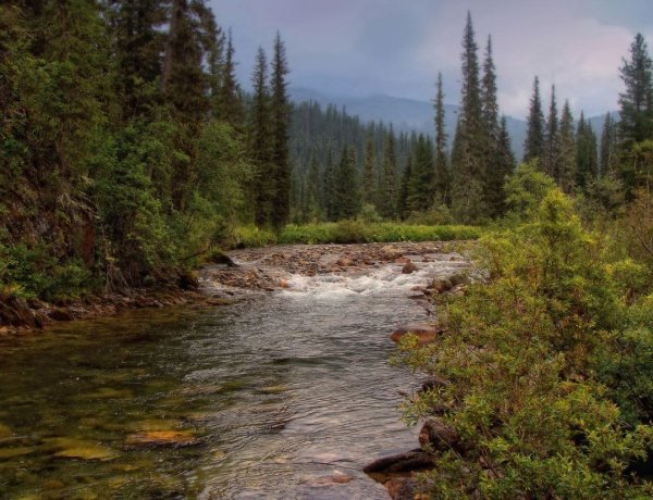 Таежная река