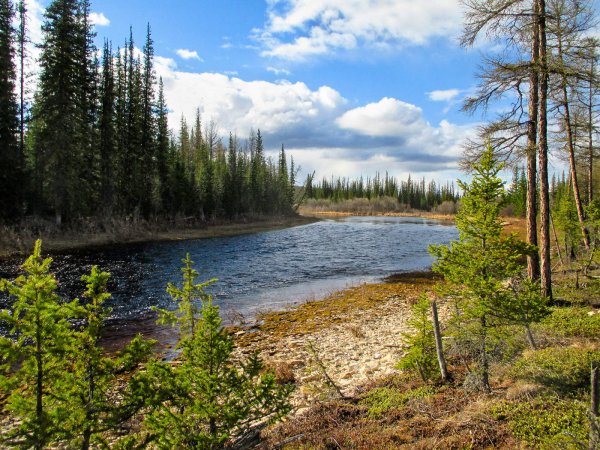 Тайга Флора Красноярский край