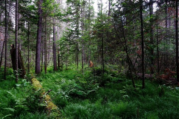 Заболоченная Тайга Сибири