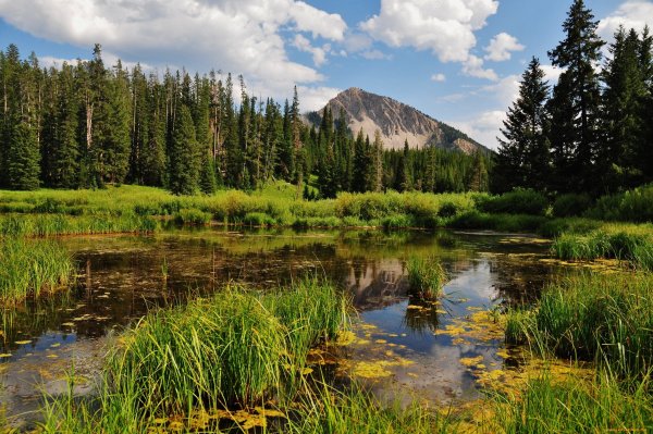 Сибирский лес Сибирская Тайга