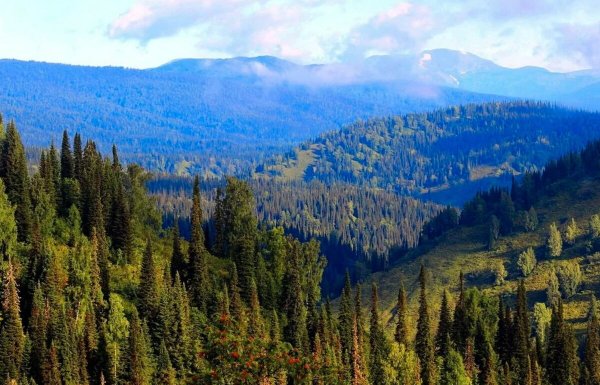 Темнохвойная Тайга Сибири