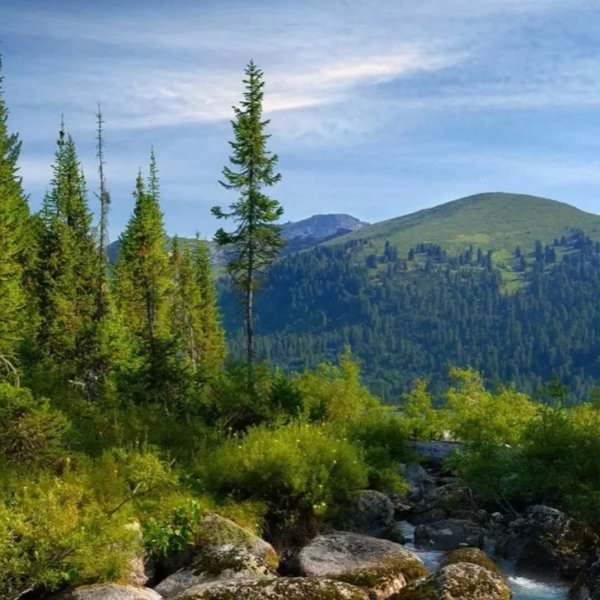 Тайга Тюхтетского района Красноярского края