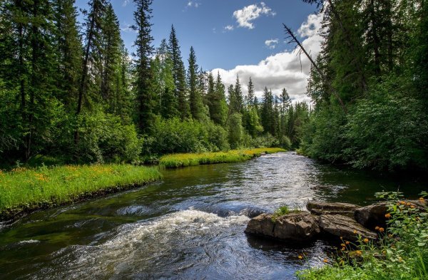Восточно Сибирская Тайга растительность
