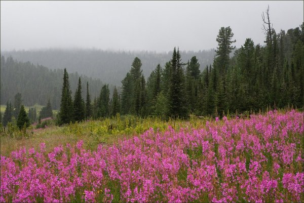 Таежные просторы Западной Сибири