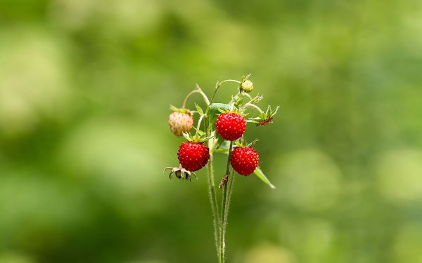 Земляника Лесная