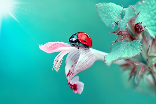 Макросъемка природа