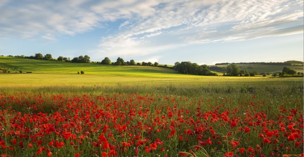 Красивое поле