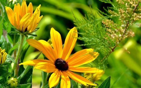 Зеленая Долина горы поле