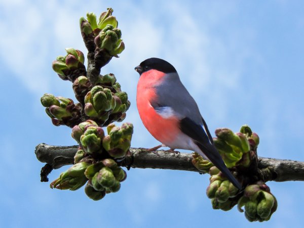 Расцветка снегиря