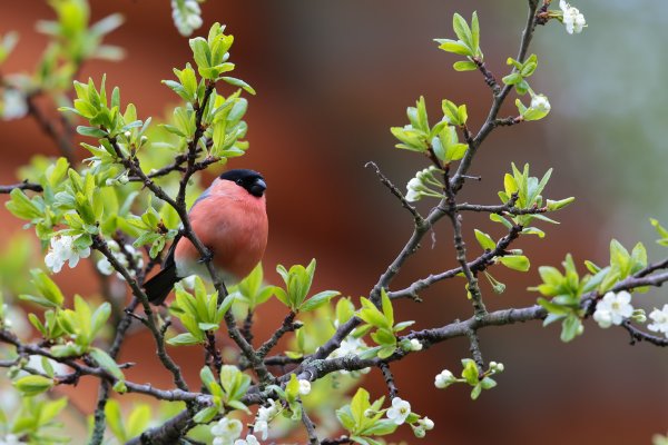 Снегирь весной