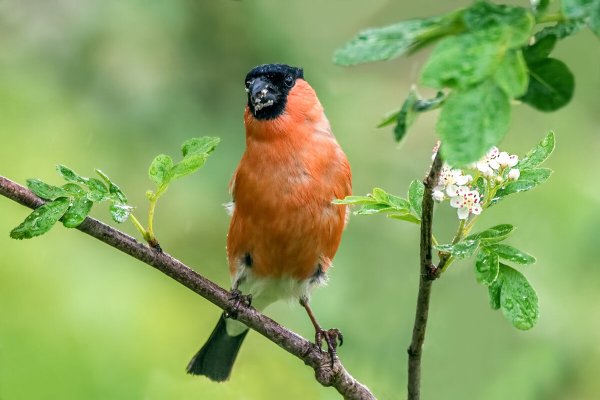 Снегирь лето