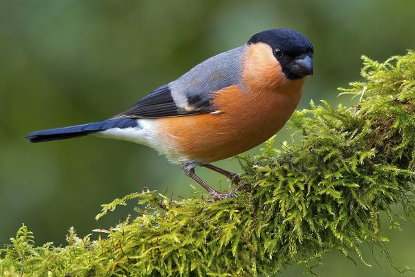 Снегирь летом