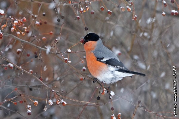 Снегирь лето