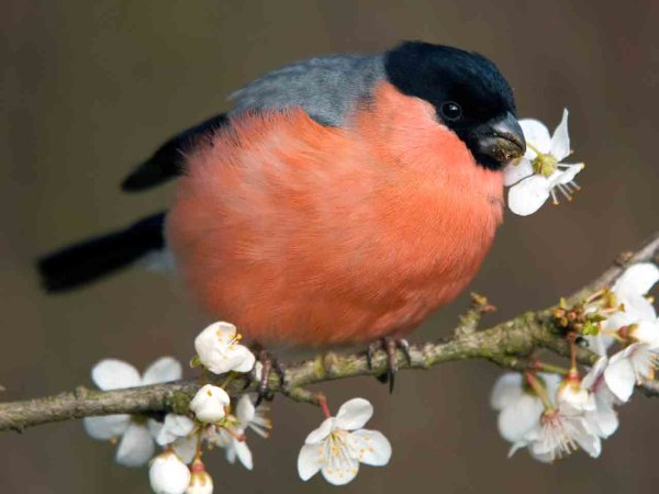 Барбадосский Снегирь