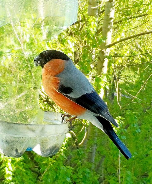 Летний Снегирь