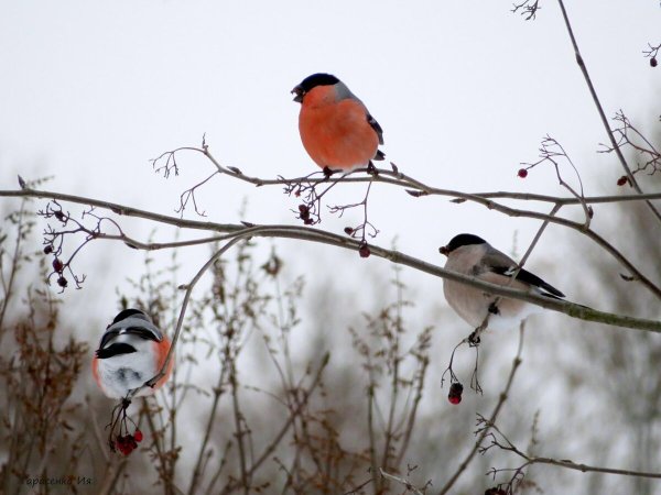 Снегирь летом в Подмосковье