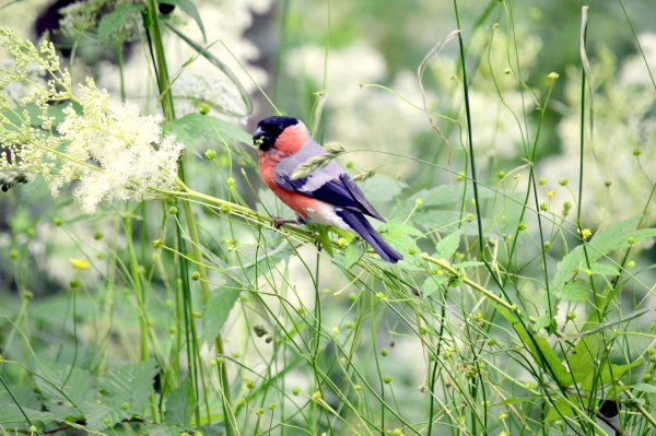 Снегирь лето