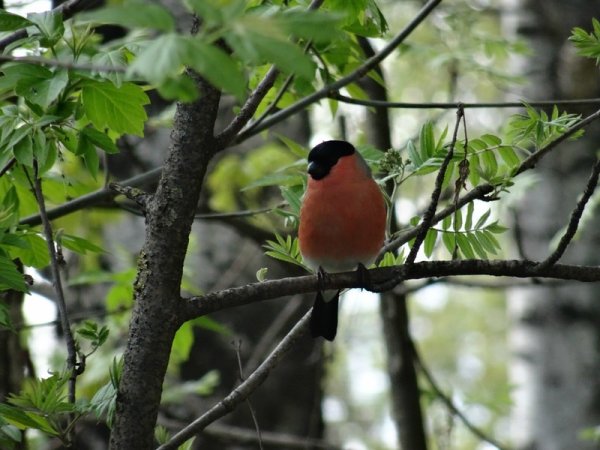 Снегирь в лесу летом