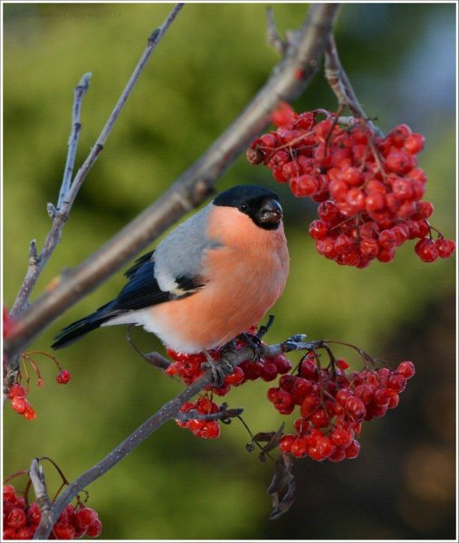 Снегирь птица летом