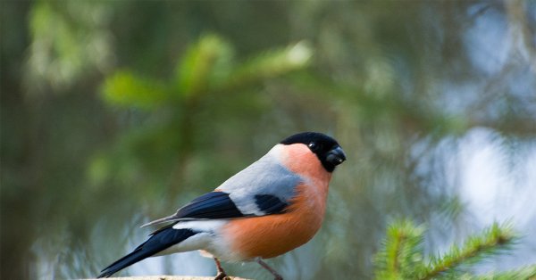 Ареал обитания снегирей