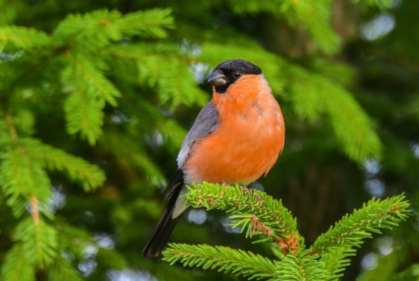 Зима Снегири