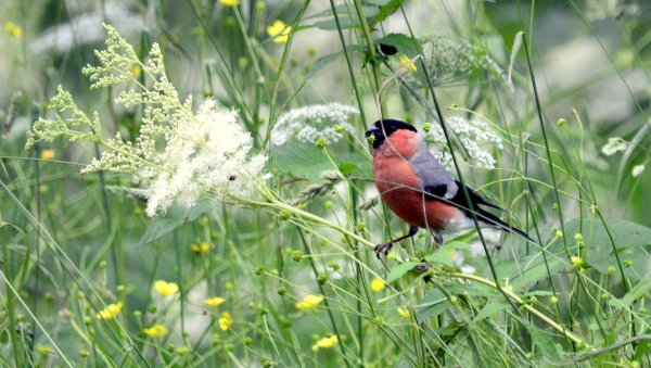 Снегирь птица летом