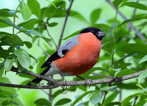 Снегирь обыкновенный pyrrhula pyrrhula