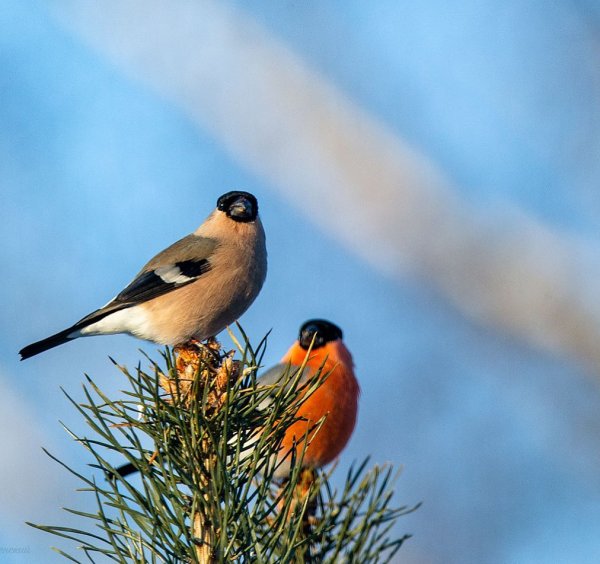 Снегирь фото