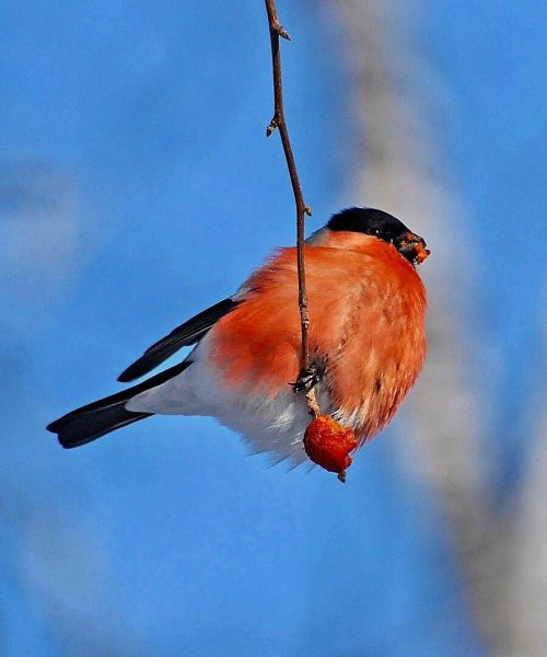 Снегирь обыкновенный pyrrhula pyrrhula