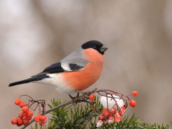 Снегирь на фоне солнца