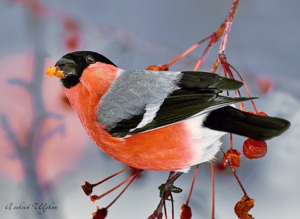Красноголовый Снегирь