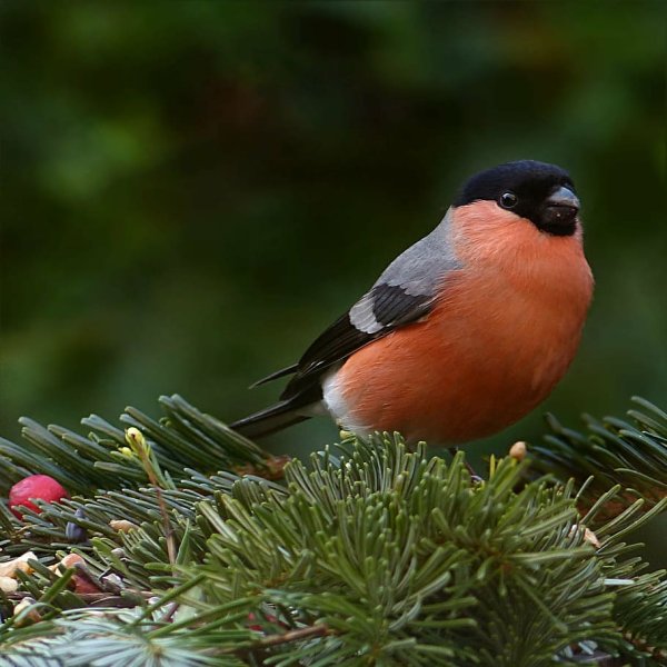 Обыкновенный Снегирь птица